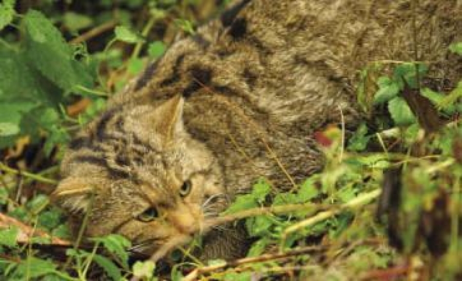 Pisica salbatica (Felis silvestris)